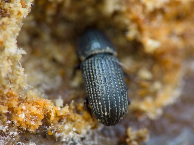 Brachytemnus porcatus (Germar, 1824)